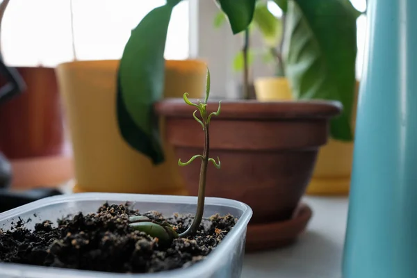 A semente de manga brotou. Broto verde. Plantas domésticas — Fotografia de Stock