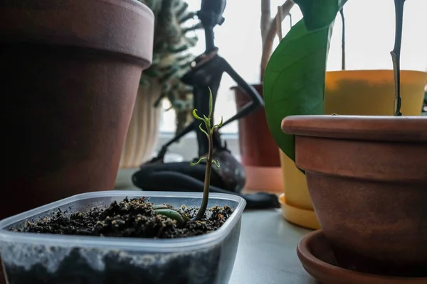 Il seme di mango è germogliato. Vasi di fiori — Foto Stock