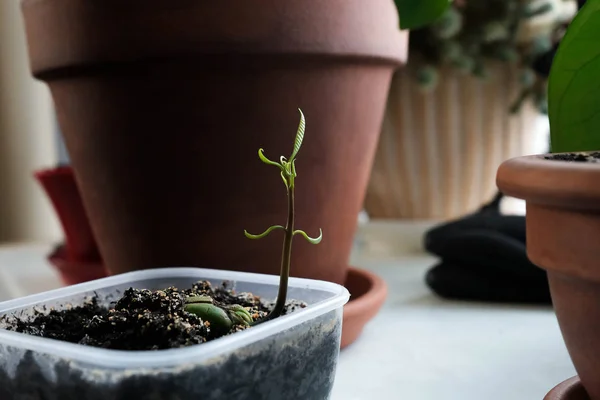 Green sprout on a background of a brown pot. — Stock Photo, Image