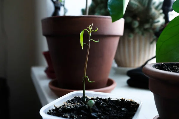 Mango sprout. Young plant in a pot.