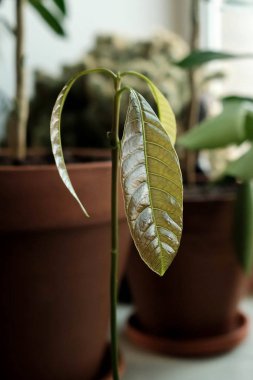 Pencere kenarında genç bir bitki. Mango filizi..