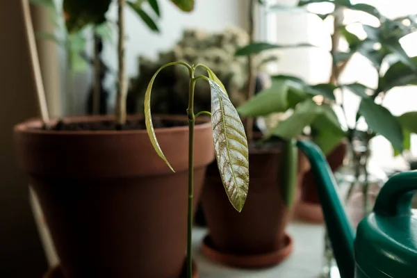 A cultivar mangas no parapeito da janela. Broto verde . — Fotografia de Stock