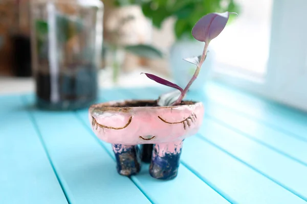Olla de barro casera. Una planta crece en una pequeña maceta de cerámica . — Foto de Stock