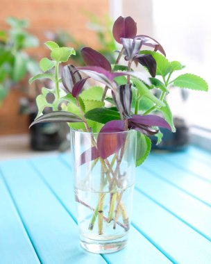 Plants in a glass. Green and burgundy sprouts in the water. clipart