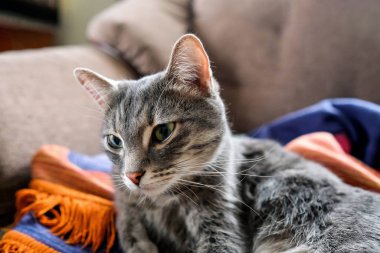 Kedi başka yere bakıyor. Hasta hayvan. Yorgun kedi.