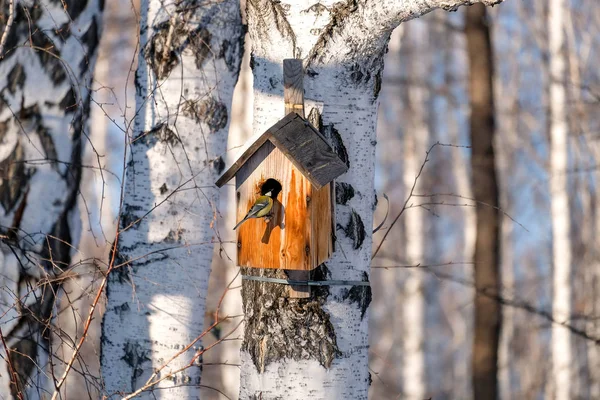 A bird looks into a birdhouse. House for the birds on the tree. Hungry tit in winter — Stok fotoğraf