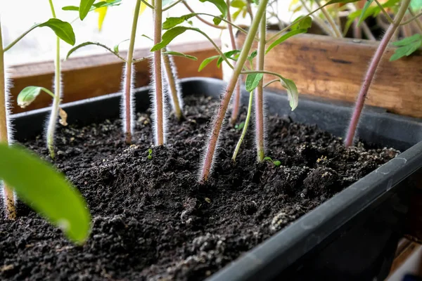 Tomaten Een Doos Zichtbare Stengels Harige Jonge Planten Zaailingen Het — Stockfoto