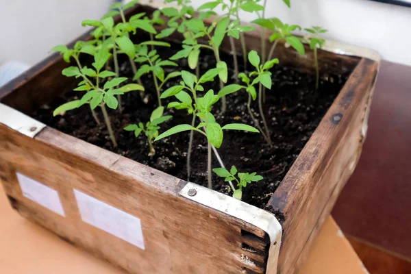 Las Plántulas Los Tomates Caja Madera Brotes Verdes Jóvenes Suelo — Foto de Stock