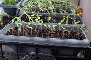 Kutularda çiçek tohumları. Zemin ve yeşil lahanalı siyah bir kap..