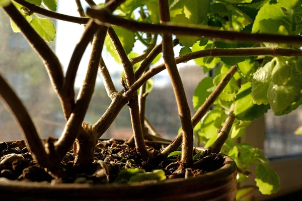 Mint Dalam Panci Tanah Liat Mentha Jendela Itu Trunks Rumah — Stok Foto