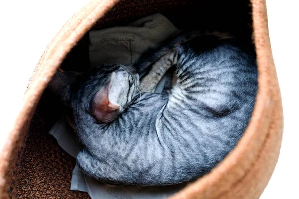 Γατάκι Κοιμάται Ένα Καλάθι Φυλή Cornish Rex Γκρι Απομονωμένη Προβολή — Φωτογραφία Αρχείου