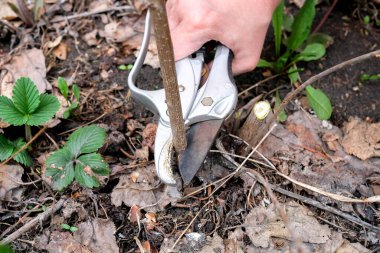Elma dallarını budamak. Bir el budama makasını tutar, gereksiz ince gövdeleri budar.