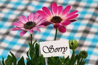 Sorry card with pink gerbera daisies clipart