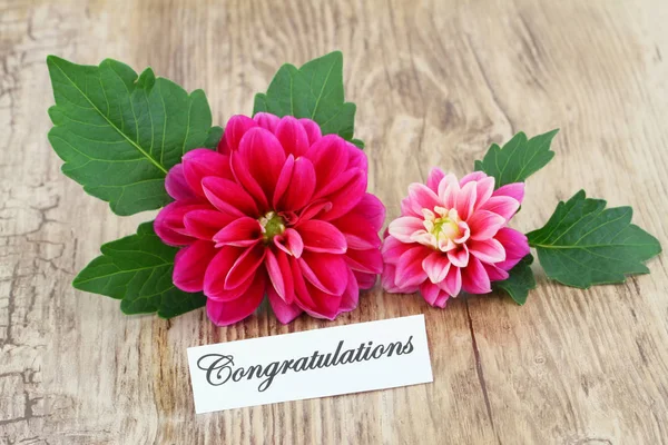 Blahopřání s květy růžové dahlia — Stock fotografie