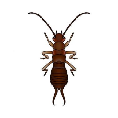 Forficula auricularia. Kulağakaçan. Kulağakaçan taslağını. Beyaz arka plan üzerinde izole kulağakaçan.