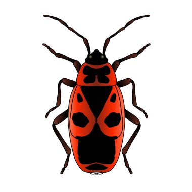 Pyrrhocoris apterus. böceği. Hata-asker. Robot böcek resmi. Beyaz arka plan üzerinde izole böceği. Tasarım için boyama kitabı beetle. çizilmiş böceği.