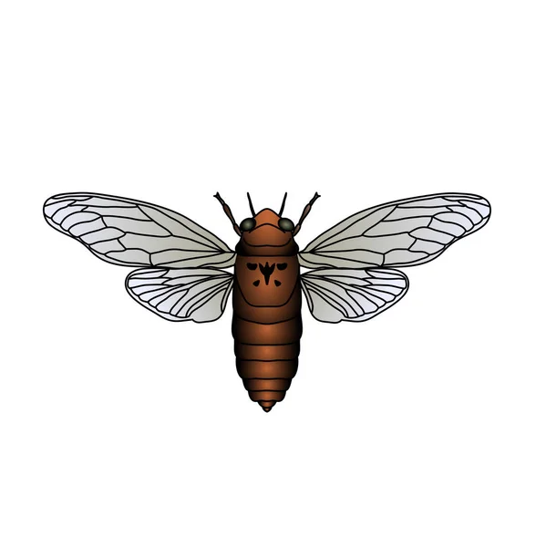 Cicade. Cicadidae. Schets van de cicade. cicade geïsoleerd op witte achtergrond. — Stockvector