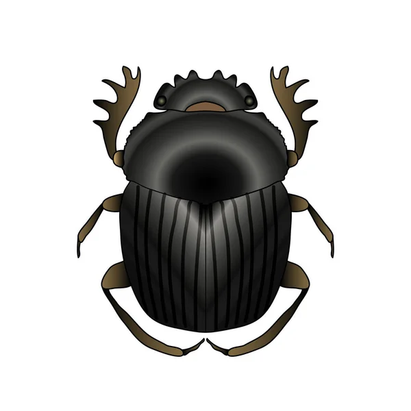 Scarab. Geotrupidae dor-beetle . Sketch of dor-beetle. dor-beetle scarab isolated on white background. — Stock Vector