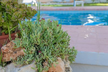 Succulents ve havuzun taş bir tarafı