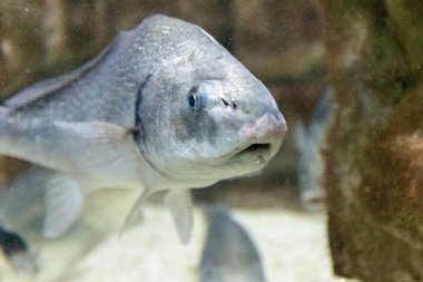 Akvaryumda meraklı balık. Taş boyunca yüzen
