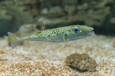 Speckles balık yavaş yavaş içinde belgili tanımlık akvaryum yüzüyor