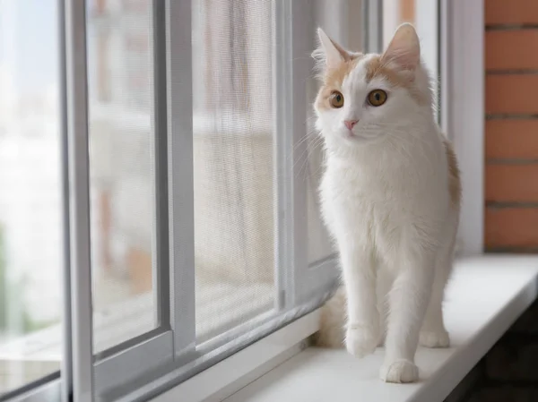 Beige vit katt tittar ut genom fönstret. Promenader på fönsterbrädan — Stockfoto