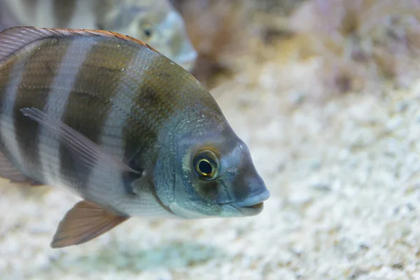 Striped fish in the aquarium. Curious looks — Stock Photo, Image