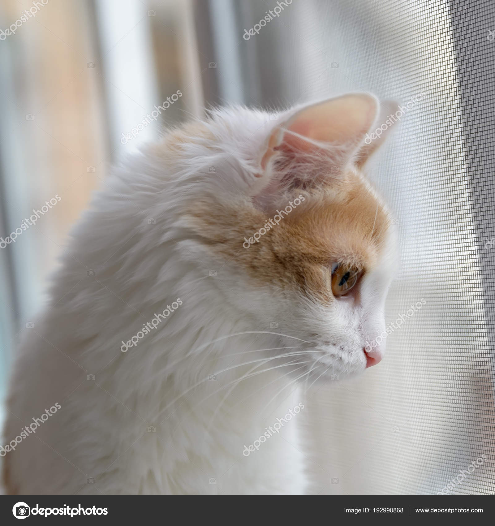 beige and white cat