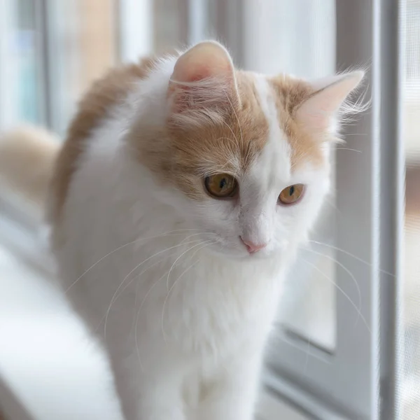 Beige vit katt som tittar ut genom fönstret. — Stockfoto