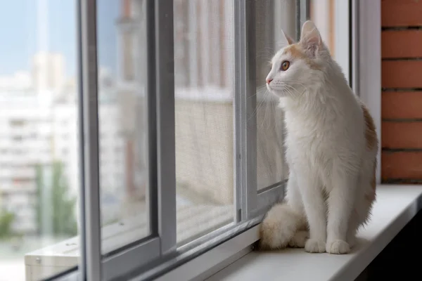 Beige vit katt som tittar ut genom fönstret. — Stockfoto