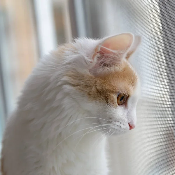 Beige vit katt som tittar ut genom fönstret. — Stockfoto