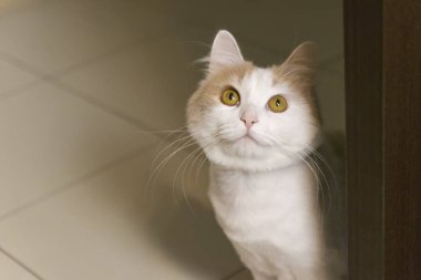 Evcil kedi aşağıdan yukarıya doğru dikkatlice bakar. Boşluğu kopyala