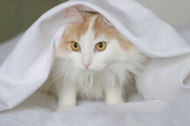 Beyaz bej bir kedi yorganın altından dışarı bakıyor. Beyaz arkaplanda yakın plan