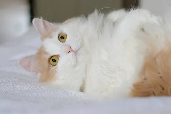 Χαριτωμένη σπιτική γάτα με χρυσά μάτια βρίσκεται στην πλάτη του. Κοντινό πλάνο σε λευκό κάλυμμα κρεβατιού — Φωτογραφία Αρχείου