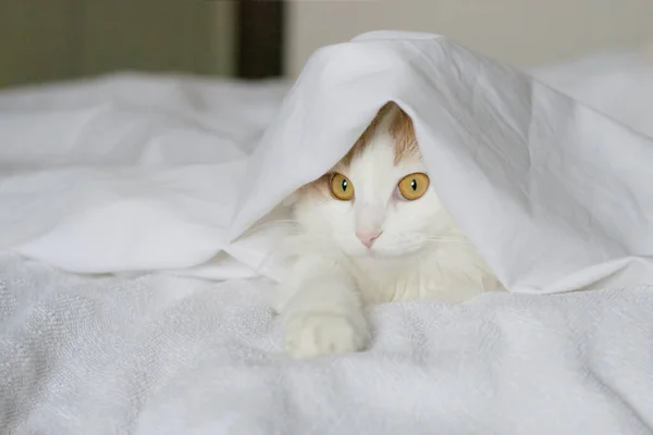 En vit beige katt kikar fram under täcket. Närbild på en vit bakgrund — Stockfoto