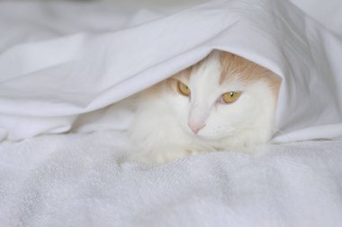 Beyaz bej bir kedi yorganın altından dışarı bakıyor. Beyaz arkaplanda yakın plan