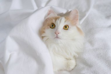 Beyaz bej bir kedi yorganın altından dışarı bakıyor. Beyaz arka planda yakın plan. battaniye evi