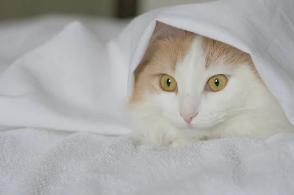En vit beige katt kikar fram under täcket. Närbild på en vit bakgrund. filthus — Stockfoto