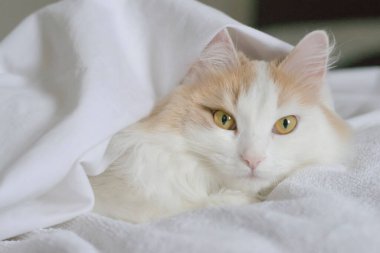 Beyaz bej bir kedi yorganın altından dışarı bakıyor. Beyaz arkaplanda yakın plan