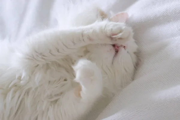 Mignon chat domestique aux yeux dorés se trouve sur le dos. Gros plan sur un couvre-lit blanc — Photo