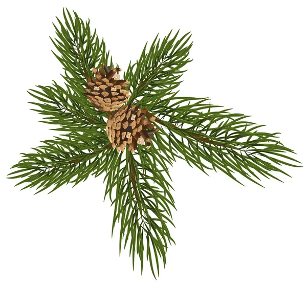 明るい背景に茶色の fir コーンと緑の枝 — ストックベクタ
