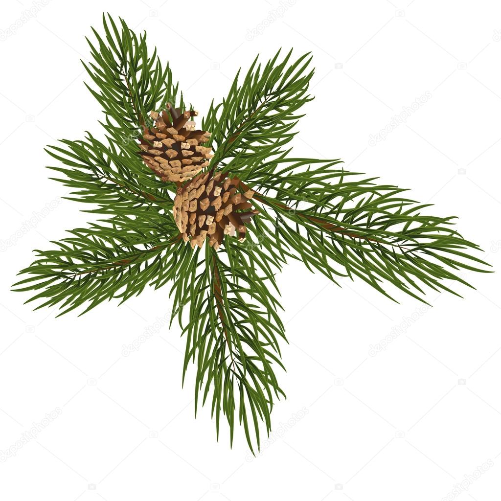green twig with brown fir cones on a light background