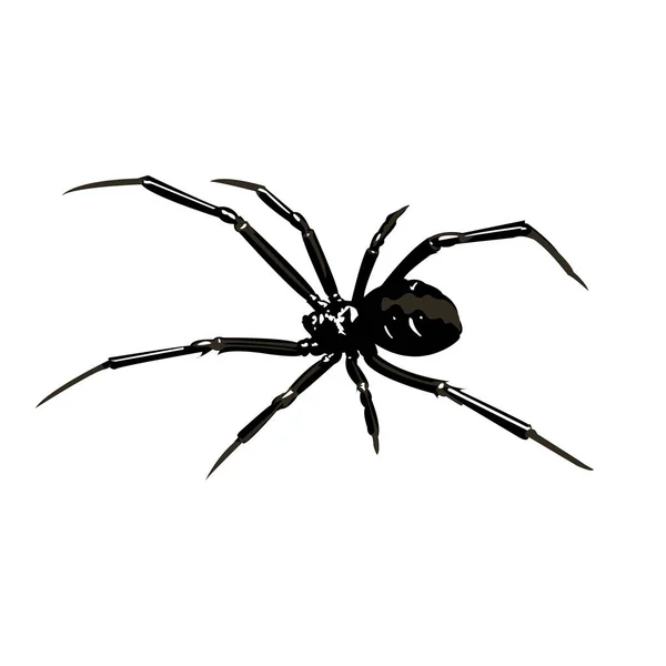 Aranha venenosa preta em um fundo branco — Vetor de Stock