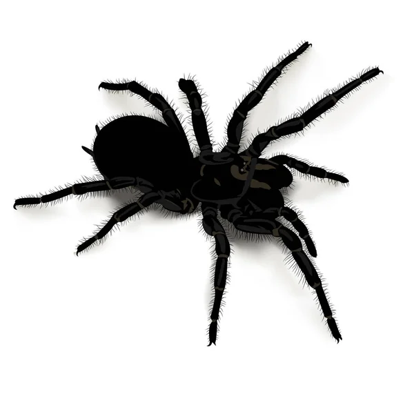 흰색 바탕에 검은 독 거미 — 스톡 벡터