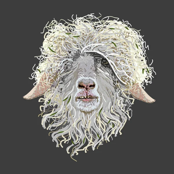 Gri arka plan izole koyun yün baş 