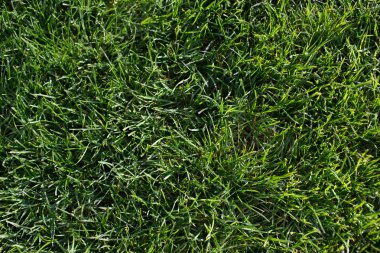 Yeşil taze mükemmel çim 