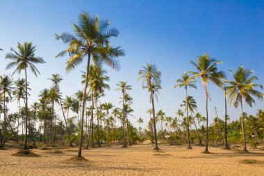 Yeşil palmiye ağaçları, küçük köylü mavi gökyüzünün arka planındaki sarı kumdan büyürler..