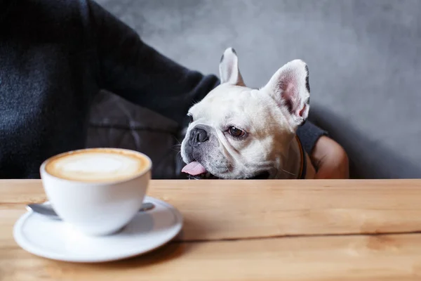 Fransız bulldog kafeteryada oturuyor. Tahta masanın üzerinde, ona yakın bir fincan kahve. Efendisi yanına oturur ve onu sevgiyle kucaklar..