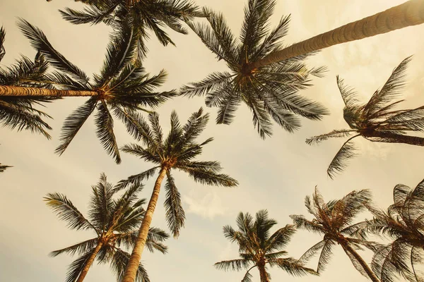 Palmen am Sommerhimmel — Stockfoto