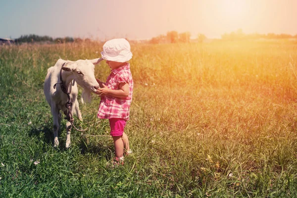 Niña niña con cabra blanca al aire libre —  Fotos de Stock